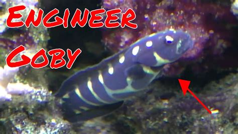 Engineer Goby - YouTube