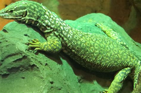 Lizard in your House: 5 Spiritual Meanings