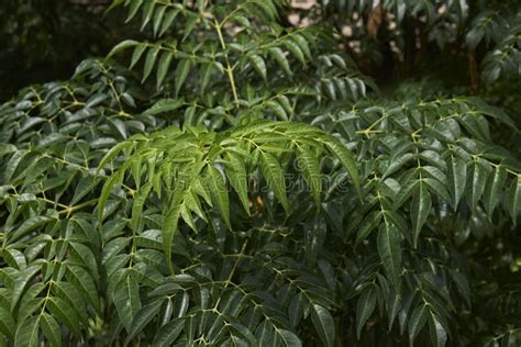 Melia azedarach tree stock image. Image of india, berrytree - 141022711