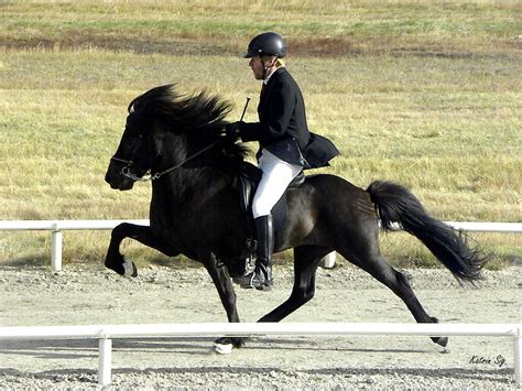 Icelandic horse, breathtaking tolt. | Icelandic Horses | Pinterest | Icelandic horse and Horse