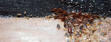 How to Get Rid of Bed Bugs | Pro Tips & Tricks - DIY Pest Control