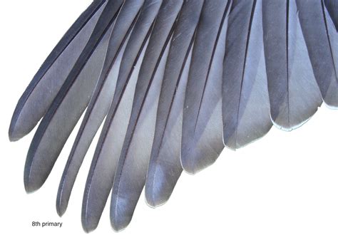 Those noisy crested pigeons use their unique feathers to sound an alarm