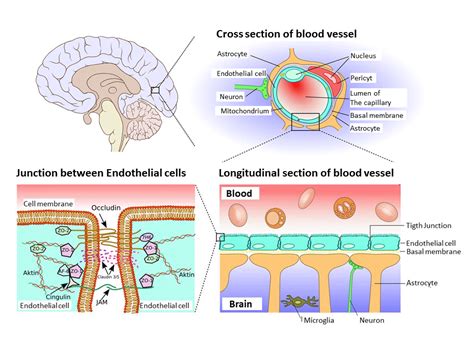 Blood–brain Barrier: Definition, Structure, Function, 51% OFF