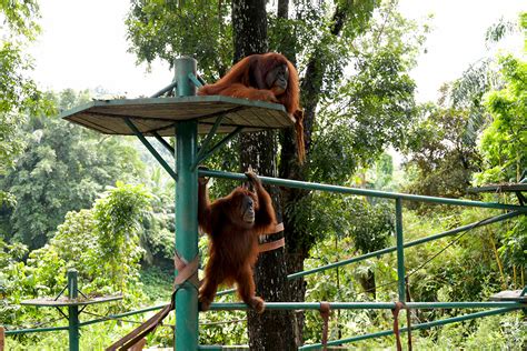 Malaysia Truly Asia - Zoo Negara