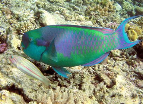 Parrotfish | The Biggest Animals Kingdom