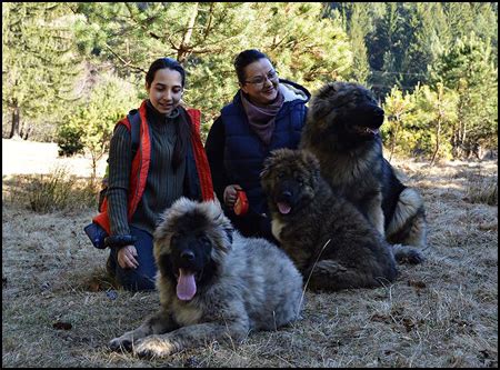 Caucasian Ovcharka Breeders - Canada's Guide to Dogs