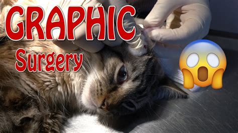 cat ear hematoma surgery recovery - Xuan Hogg