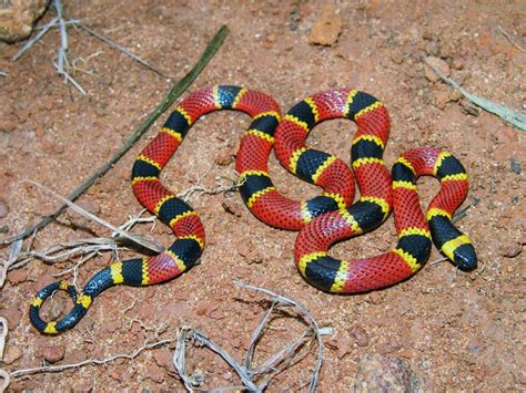 Serpiente Coral | Reptiles and amphibians, Poisonous snakes, Beautiful snakes