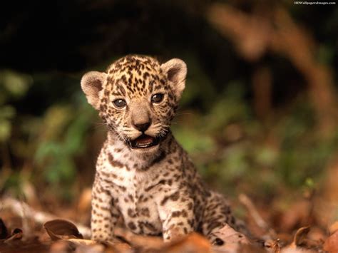 Baby Jaguar Wallpapers - Top Free Baby Jaguar Backgrounds - WallpaperAccess