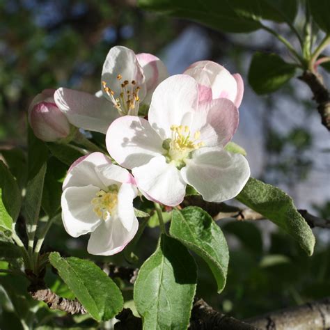 Malus Sugar Tyme Crabapple Blossoms Picture | Free Photograph | Photos Public Domain