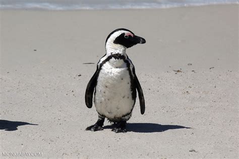 Black-footed penguin (Spheniscus demersus) [south_africa_capetown_0254]