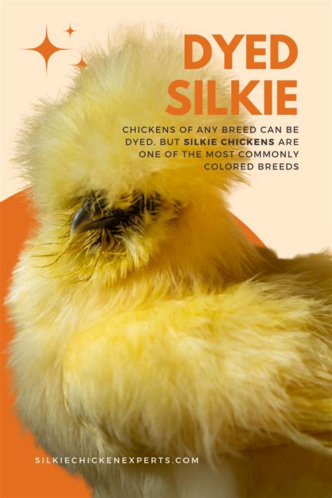 Silkie Chicken Blog Tagged "Breeds" - Silkie Chicken Experts