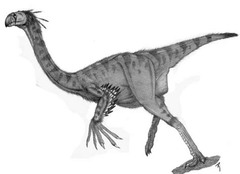 Gigantoraptor Size Comparison - img-Abigail