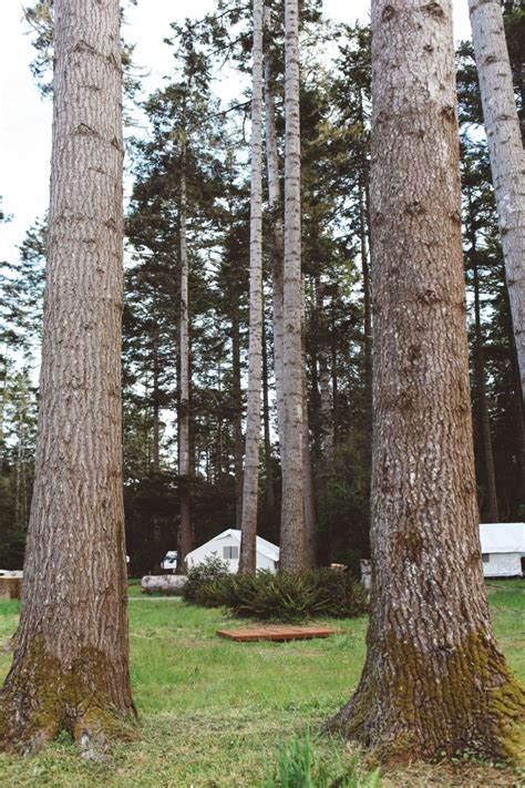 Mendocino Glamping: Inside The Instagram-Famous Mendocino Grove