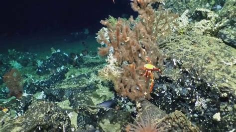 'Pristine' coral reef discovered within Ecuador's Galapagos Marine ...