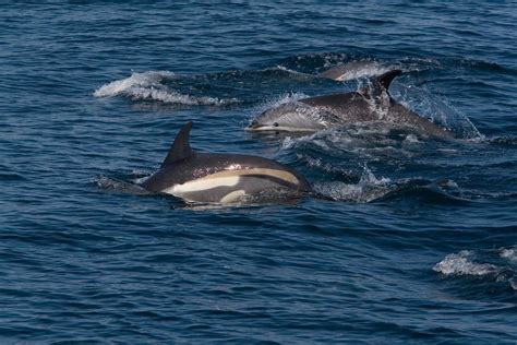 Atlantic White-Sided Dolphin — Hebridean Whale & Dolphin Trust