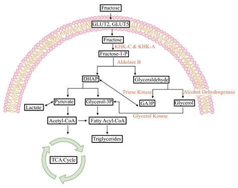 Fructose Metabolism Pathway