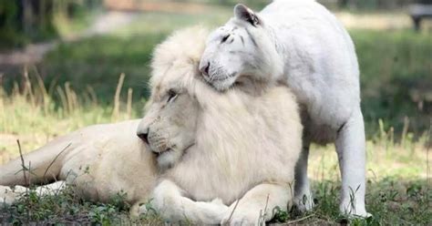 White lion and white tiger had babies together and they’re the most ...