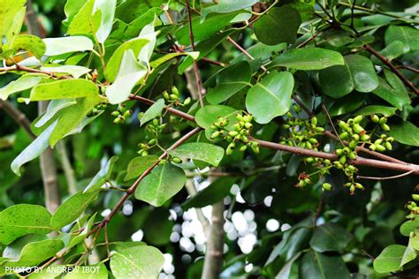 Ako si ANDREW IBOT!: Duhat (Java Plum) (Syszygium jambolanum)