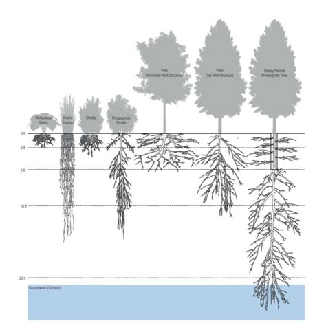 Typical plant root depths, from (Kennen and Kirkwood, 2015). | Download ...