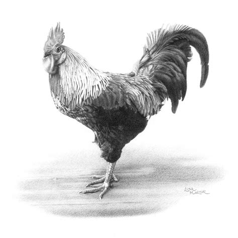 Rooster Pencil Drawing Print Rooster Art Print Farm Animal - Etsy UK