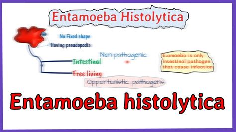 Entamoeba histolytica life cycle || morphology || Laboraotry diagnosis || full explained - YouTube