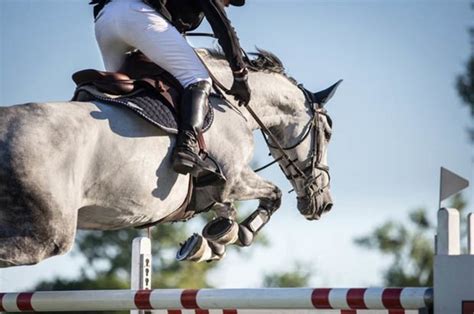 Horse rider tragically dies competing in British show jumping event ...