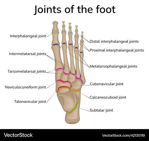 Joints of the foot Royalty Free Vector Image - VectorStock