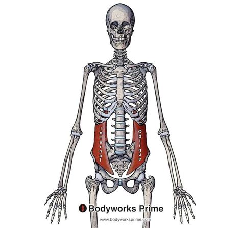 Internal Oblique Origin And Insertion