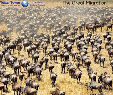 Witness the Breathtaking Great Migration in Kenya – Texas Tower 24 Hour Passport and Visa