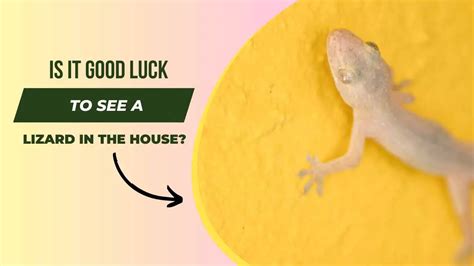 Is It Good Luck to See a Lizard in Your House? (Answered!) - Is It Good ...