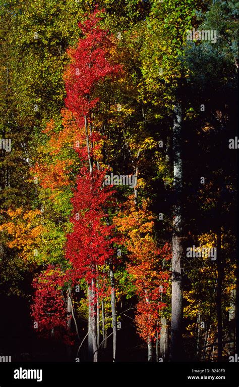 Trees in full fall color Stock Photo - Alamy