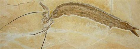 Rare Fossil Pterosaur a Reminder of Native Legends | The Institute for Creation Research