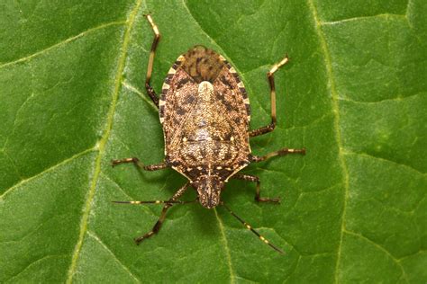 marmorated stink bug life cycle - Fredericka Bivens