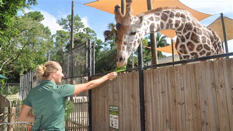 Naples Zoo giraffe exhibit is like a soap opera