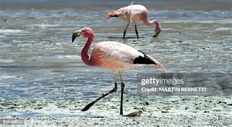 493 Andean Flamingos Stock Photos, High-Res Pictures, and Images ...