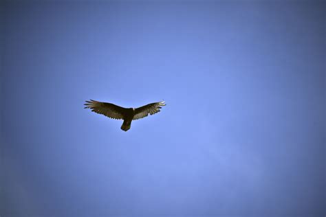 Turkey Vulture Flying Free Stock Photo - Public Domain Pictures