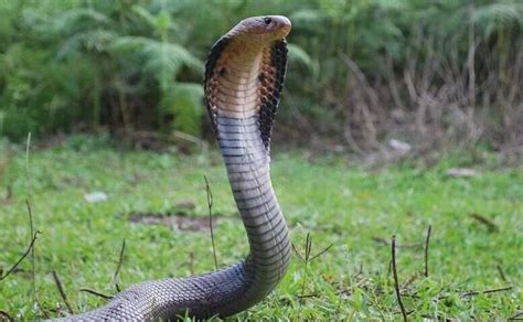 Snake venom study reveals troubling shortcomings in antivenom therapy ...