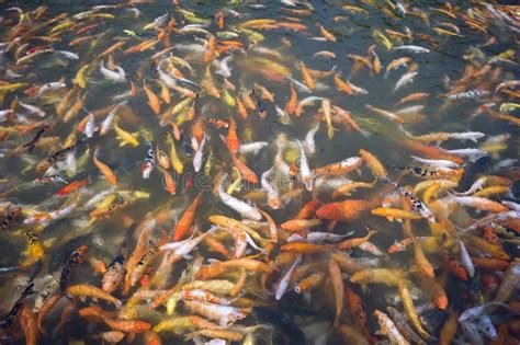 Koi Or Carp Chinese Fish In Water Stock Photo - Image: 38940124