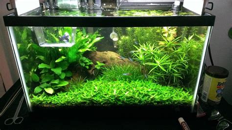 10 Gallon Half Dutch/Half Iwagumi? - The Planted Tank Forum | Fish tank ...