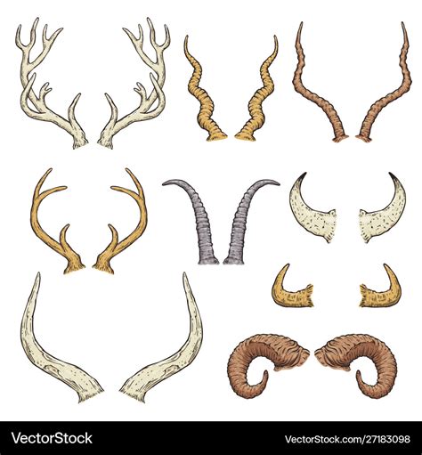 Animal horn types - isolated hand drawn set Vector Image