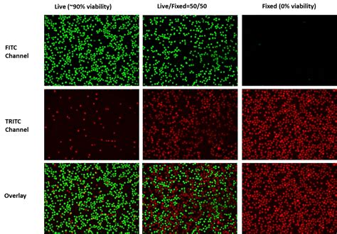 Live or Dead™ Cell Viability Assay | AAT Bioquest