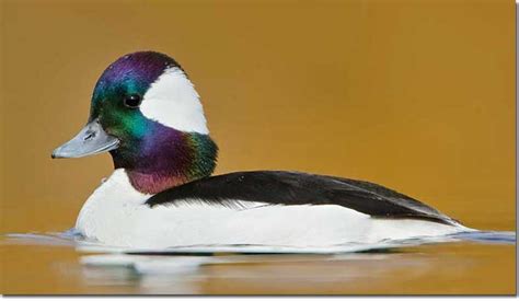 Identification of Bufflehead