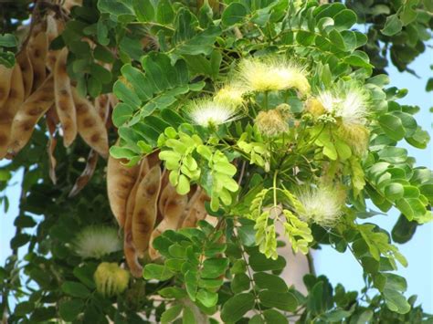 5 Health Benefits of Albizia Lebbeck-Health Benefits of Sirish