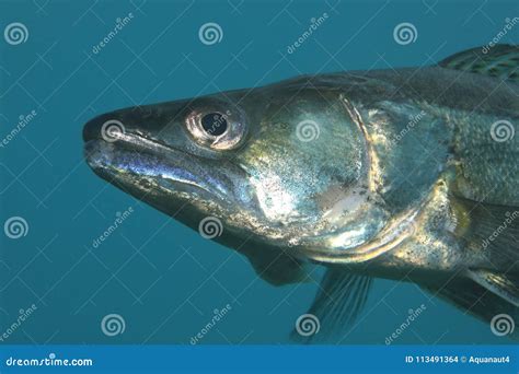 Pike perch fish stock photo. Image of diversity, austria - 113491364