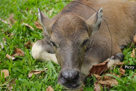 Image of Cute baby buffalo in farm,Cute animal. Farmer's friend-PL022178-Picxy