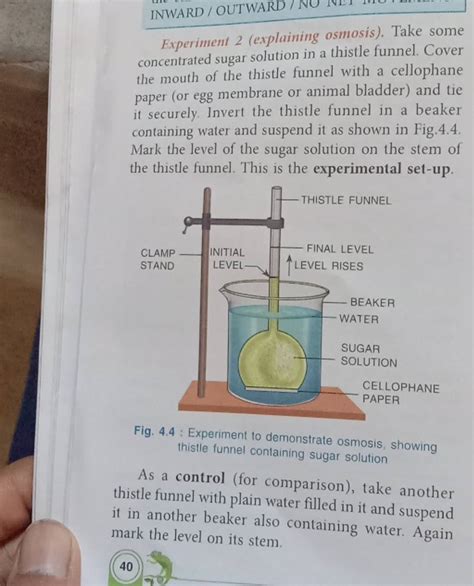 Experiment 2 (explaining osmosis). Take some concentrated sugar solution