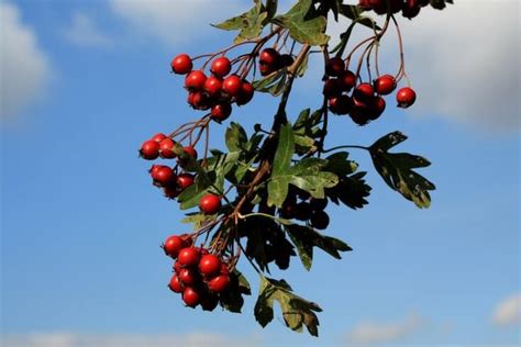 Hawthorn Berry Tincture: A Cure for Heart Disease? | All Natural Ideas