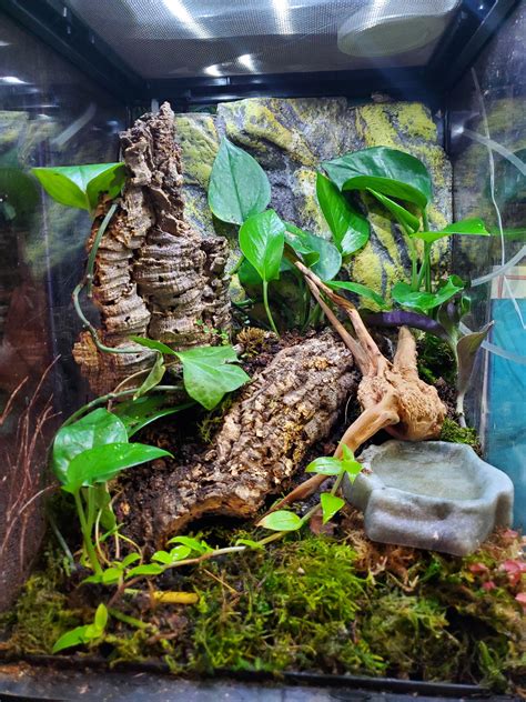 Tree Frog Terrarium : r/terrariums