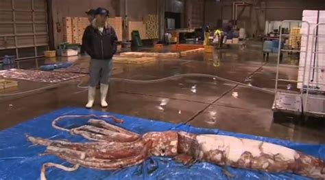 WATCH: Japanese Fishermen Catch A Live Giant Squid